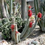 Kaktus starého muža (Cleistocactus strausii) ´4v1´- výška 130-140 cm, kont. C40L (-5°C) - STARÝ A VZÁCNY EXEMPLÁR